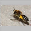 Colletes daviesanus - Seidenbiene w001e 9mm beim Nestanflug - OS-Insektenhotel det.jpg